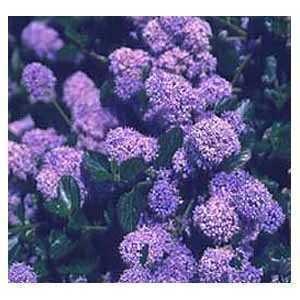 Ceanothus Impressus Italian Skies 1mtr Trellis Climber 10ltr